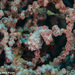 Observation photo
