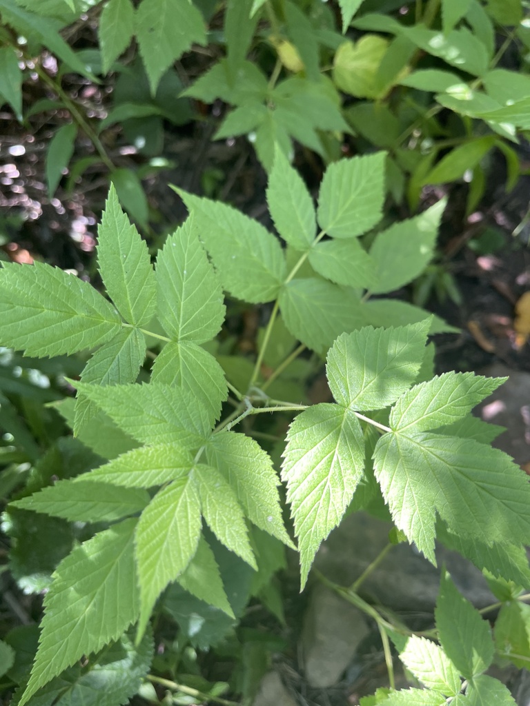 red raspberry from Tucker County, US-WV, US on August 9, 2023 at 03:18 ...
