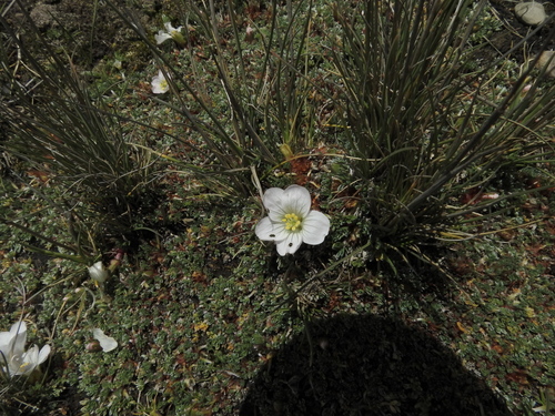 Geranium ruizii · iNaturalist