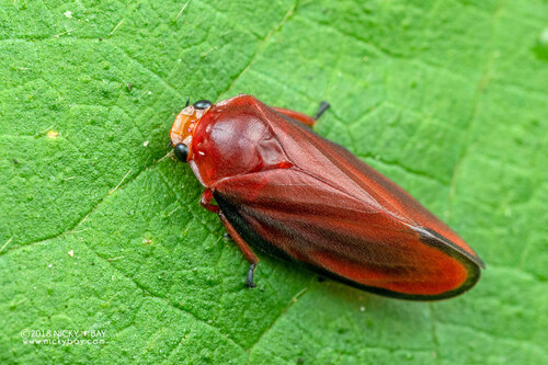 Amberana marginata