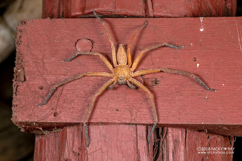 Thunberga nossibeensis
