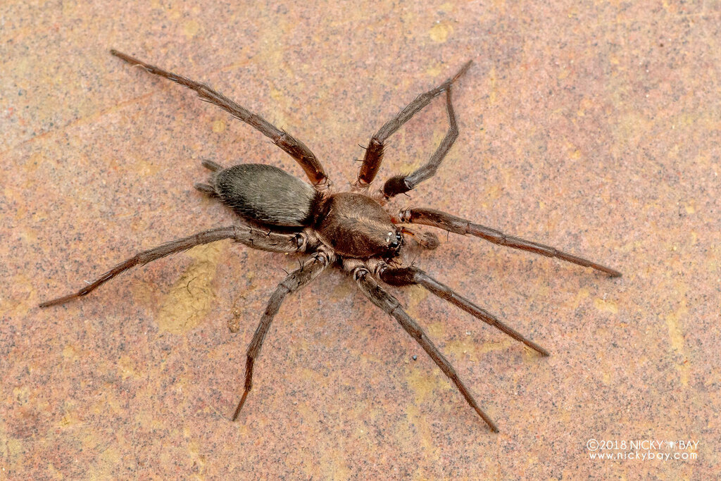 Ground Spiders From 3C66 FCR Lalan Andasibe Moramanga Madagascar On   Large 