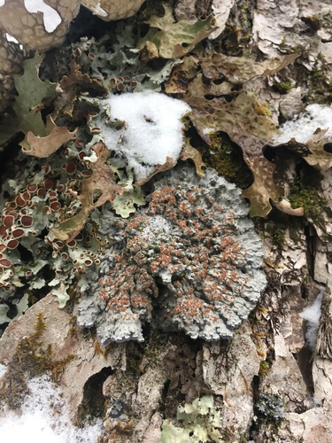 Blue Felt Lichen