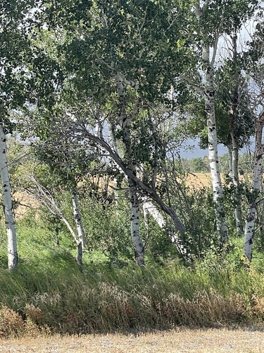 quaking aspen