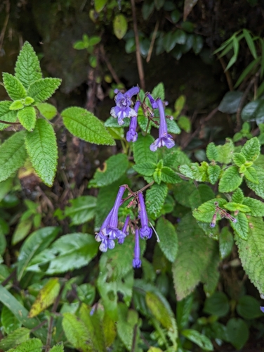 Streptocarpus hilsenbergii