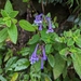 Streptocarpus hilsenbergii hilsenbergii - Photo (c) Jessie Knowlton, all rights reserved, uploaded by Jessie Knowlton