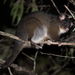 Western Ring-tailed Possum - Photo (c) Chris Burney, all rights reserved, uploaded by Chris Burney