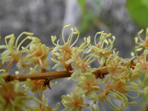 Croton adspersus