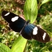 Heliconius sara sara - Photo (c) Angelo Costa, all rights reserved, uploaded by Angelo Costa