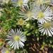 Drosanthemum eburneum - Photo 由 Johnny Wilson 所上傳的 (c) Johnny Wilson，保留所有權利