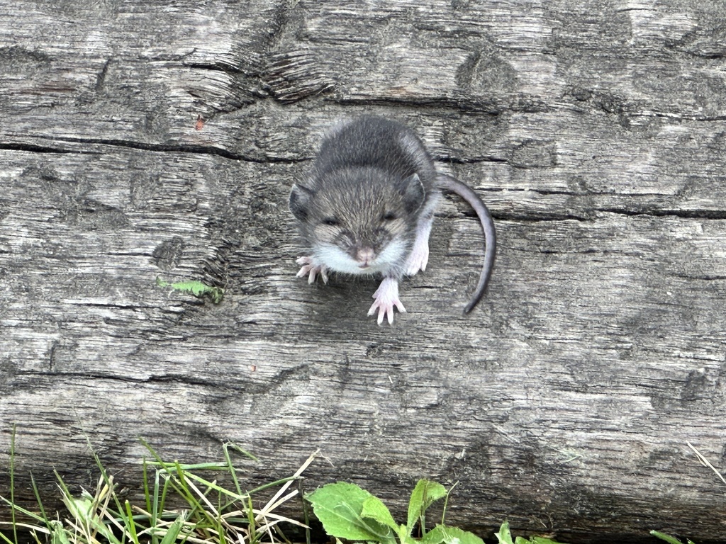 North American Deer Mice from Deer Isle, Deer Isle, ME, US on August 9 ...