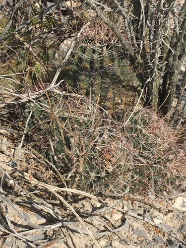 Turk's Head