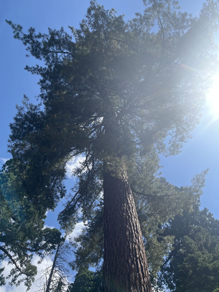 sugar pine from Kings Canyon/sequoia, Sequoia National Park, Sequoia ...