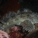 Scorpaenichthys marmoratus - Photo (c) Patrick Webster, todos os direitos reservados