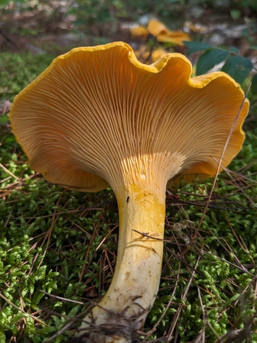 Newfoundland chanterelle
