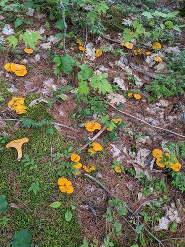 Newfoundland chanterelle