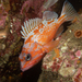 Rosy Rockfish - Photo (c) Patrick Webster, all rights reserved, uploaded by Patrick Webster