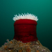 Sea Anemones - Photo (c) Patrick Webster, all rights reserved, uploaded by Patrick Webster