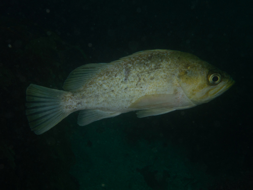 Kelp Rockfish