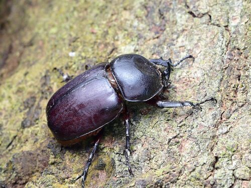 Pachyoryctes