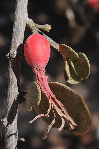 Plicosepalus acaciae