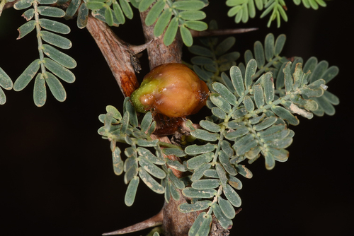 Plicosepalus acaciae