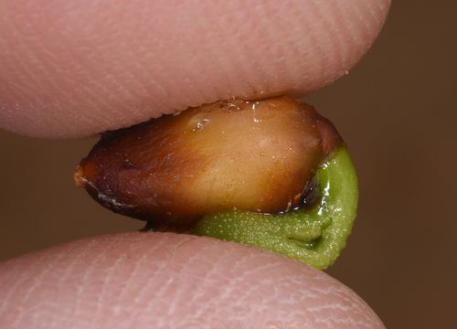 Plicosepalus acaciae