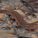 Valentine’s Southern Dusky Salamander - Photo (c) Jake Scott, all rights reserved, uploaded by Jake Scott