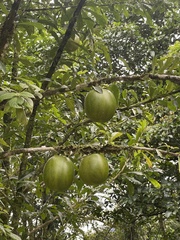 Crescentia cujete image