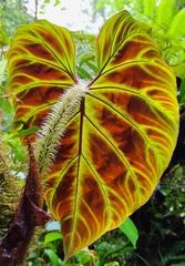 Philodendron verrucosum image