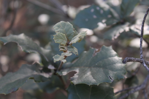 Quercus hirtifolia