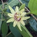 Costa Rica Passionflower - Photo (c) pedro daniel rivas salazar, all rights reserved, uploaded by pedro daniel rivas salazar