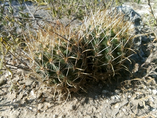 Scheer's Fishhook Cactus