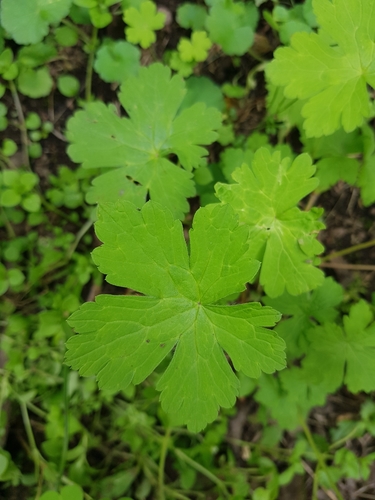Geranium rotundifolium image