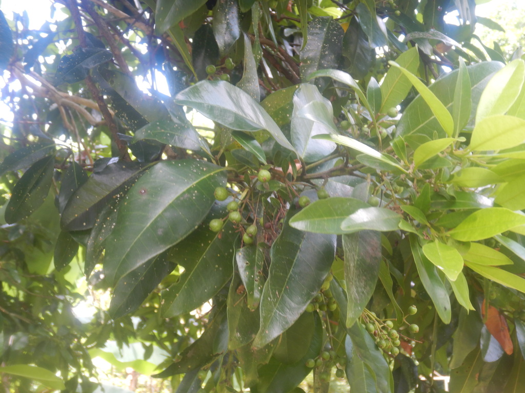 Allspice from Misantla, Ver., México on August 8, 2023 at 0113 PM by