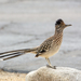 Greater Roadrunner - Photo (c) Kim Moore, all rights reserved