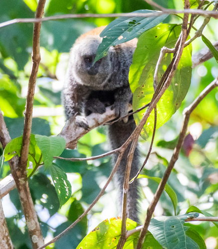 Parecis titi (Plecturocebus parecis) — Near Threatened Mammalia