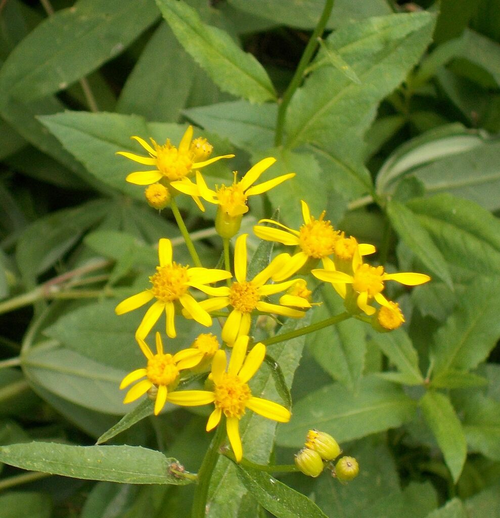 Alpine Ragwort from Wrights Lake, California 95720, USA on August 2 ...