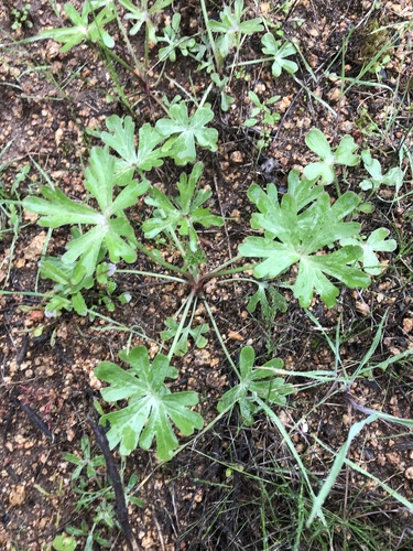 Checker Bloom foliage