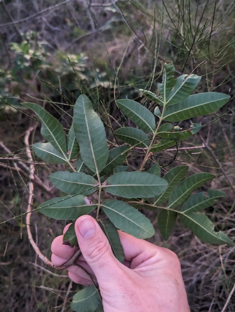 Brazilian pepper from Palm Beach, AUQL, AU on August 11, 2023 at 0534