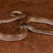 Little Spotted Snake - Photo (c) Dylan Zdravkovic, all rights reserved, uploaded by Dylan Zdravkovic