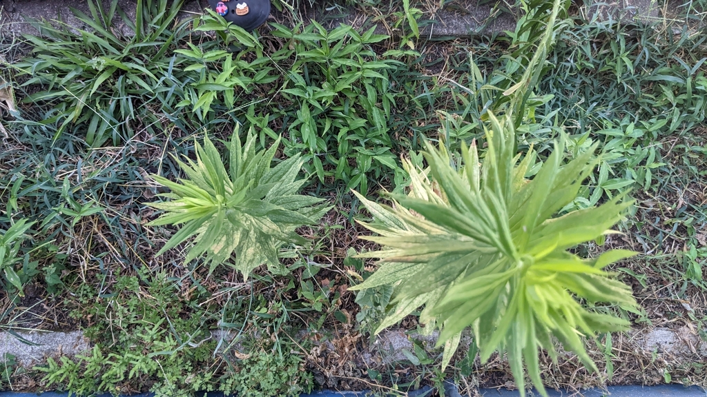 horseweed from Lawndale / Wayside, Houston, TX, USA on August 11, 2023