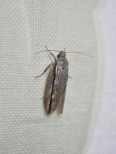 Heterobathra