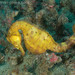 Observation photo