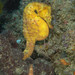 Observation photo