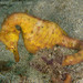 Observation photo