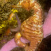 Observation photo