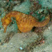 Observation photo
