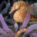 Observation photo