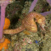 Observation photo